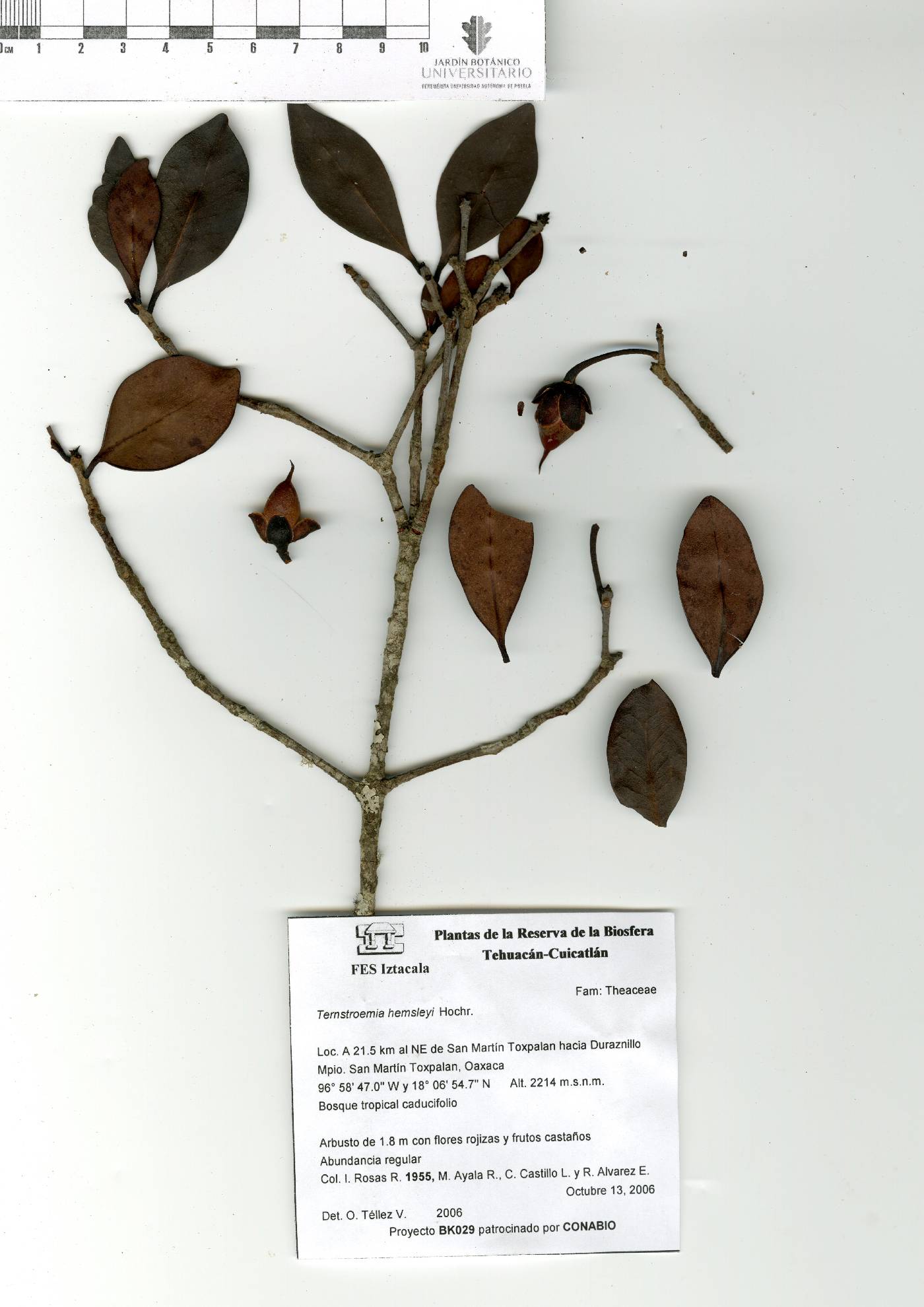 Ternstroemia tepezapote image