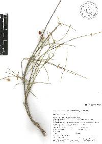 Crossopetalum managuatillo image