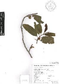 Prunus brachybotrya image