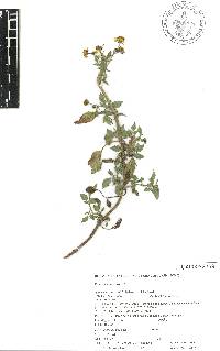 Bidens mollifolia image