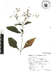 Trigonospermum melampodioides image