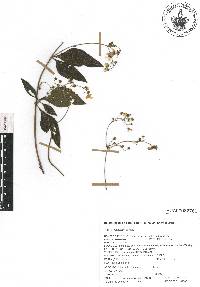 Trigonospermum melampodioides image