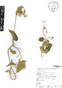 Cynanchum foetidum image