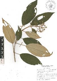 Miconia xalapensis image