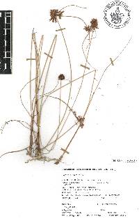 Cyperus manimae image