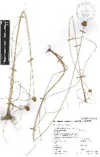 Cyperus ischnos image