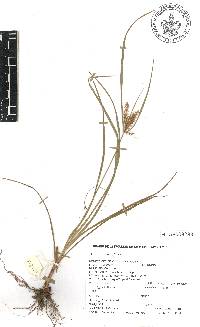 Cyperus tenuis image