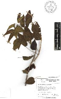 Ipomoea pauciflora image