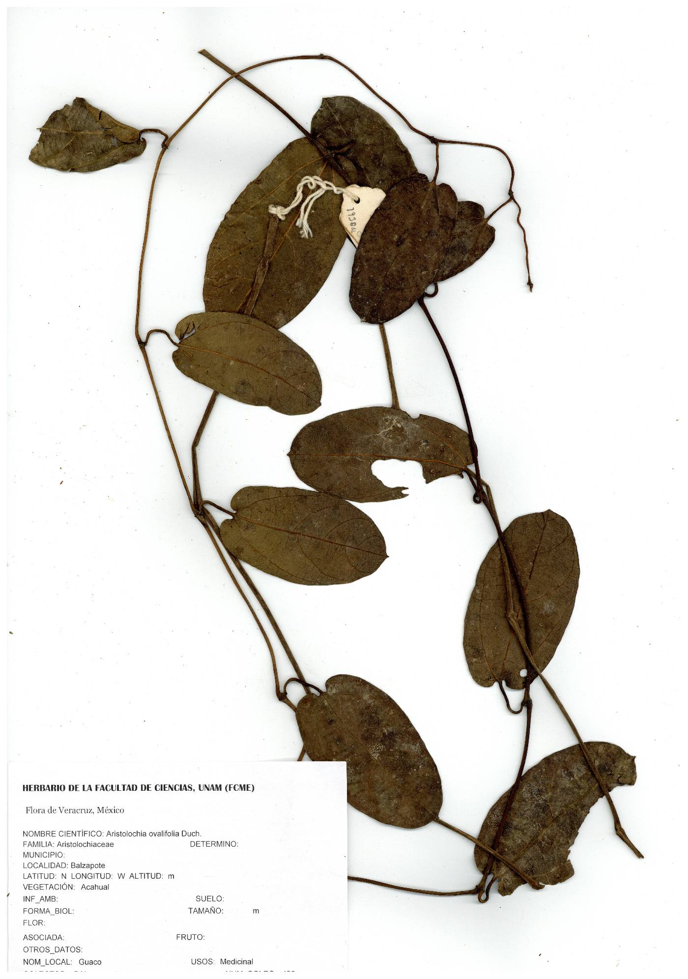 Aristolochia ovalifolia image