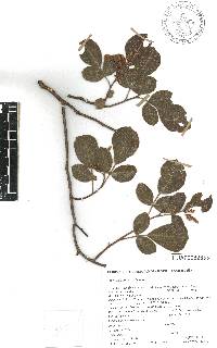 Rhus chondroloma image