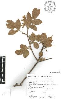Rhus chondroloma image