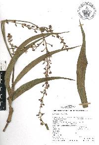 Tradescantia soconuscana image