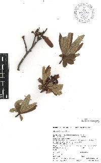 Comarostaphylis polifolia image