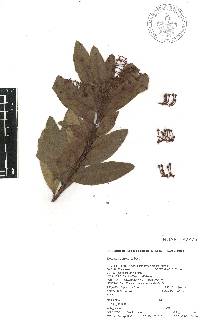 Comarostaphylis discolor image