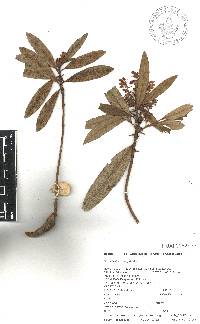 Comarostaphylis discolor image