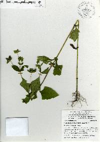 Melampodium perfoliatum image