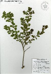 Baccharis conferta image