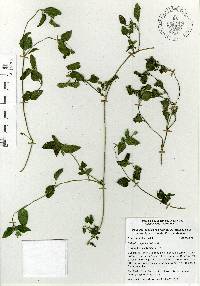 Calyptocarpus vialis image