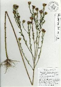 Adenophyllum porophyllum image