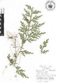 Selaginella stellata image