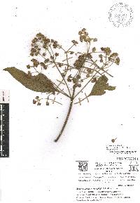 Lippia umbellata image