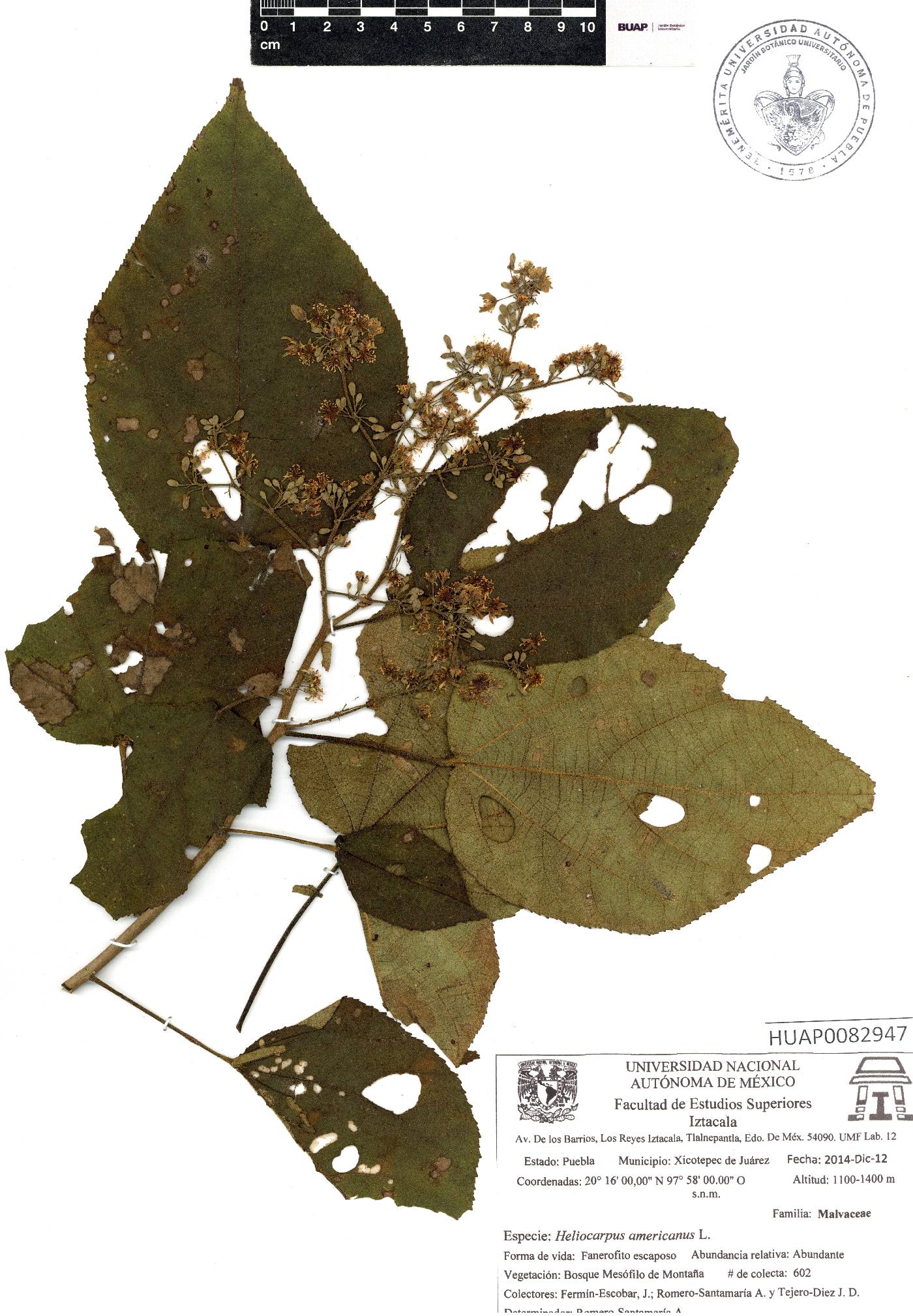 Heliocarpus americanus image