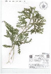 Selaginella stellata image