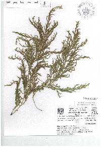 Selaginella stellata image