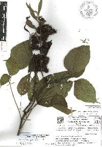 Triumfetta grandiflora image