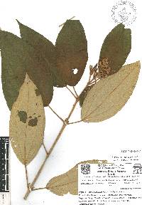 Miconia xalapensis image