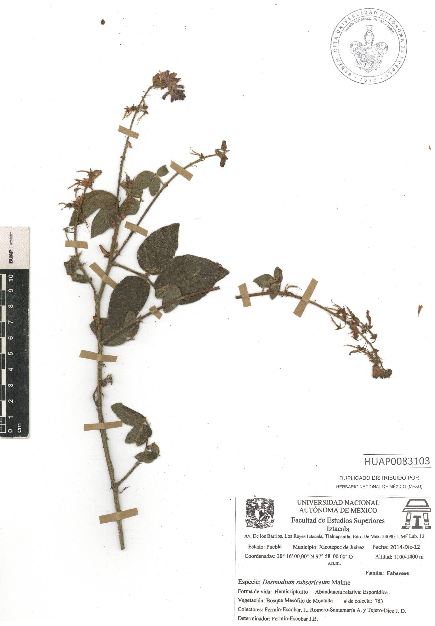 Desmodium subsericeum image