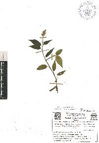 Habenaria entomantha image