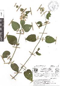 Stachys boraginoides image