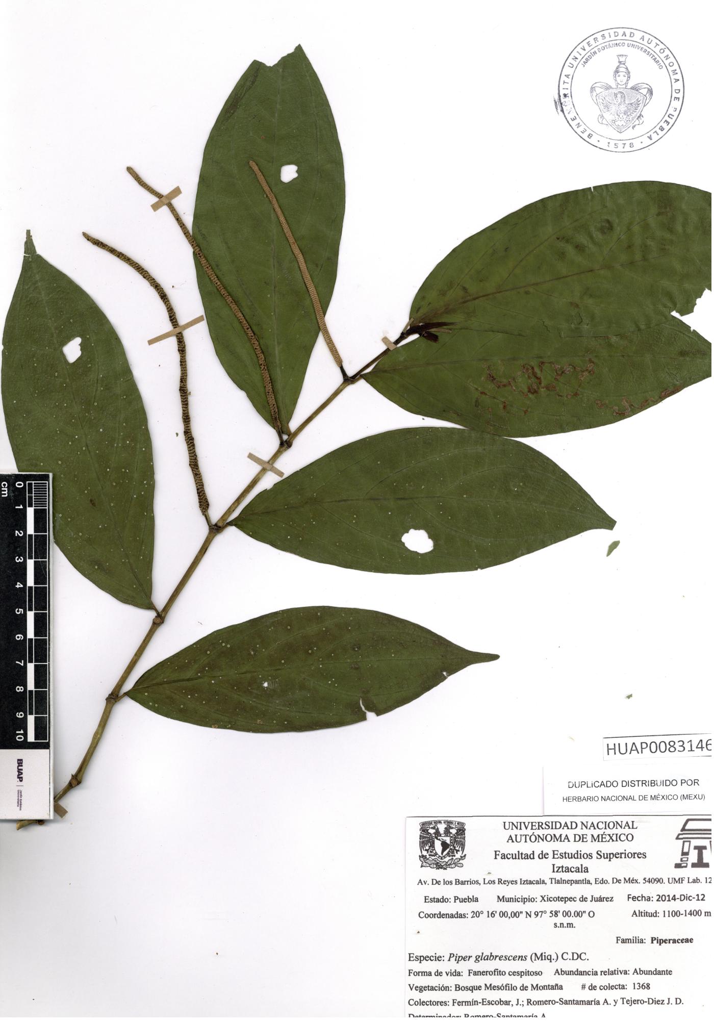 Piper glabrescens image