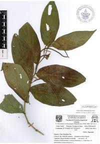 Piper hispidum image