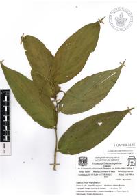 Piper hispidum image