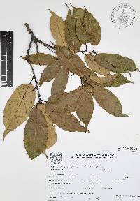 Quercus candicans image