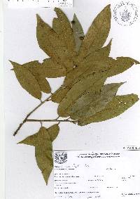 Quercus elliptica image