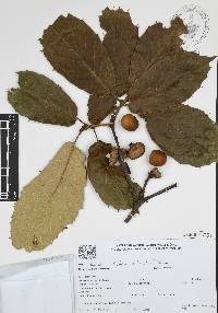 Quercus candicans image