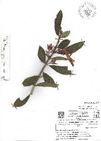 Columnea schiedeana image