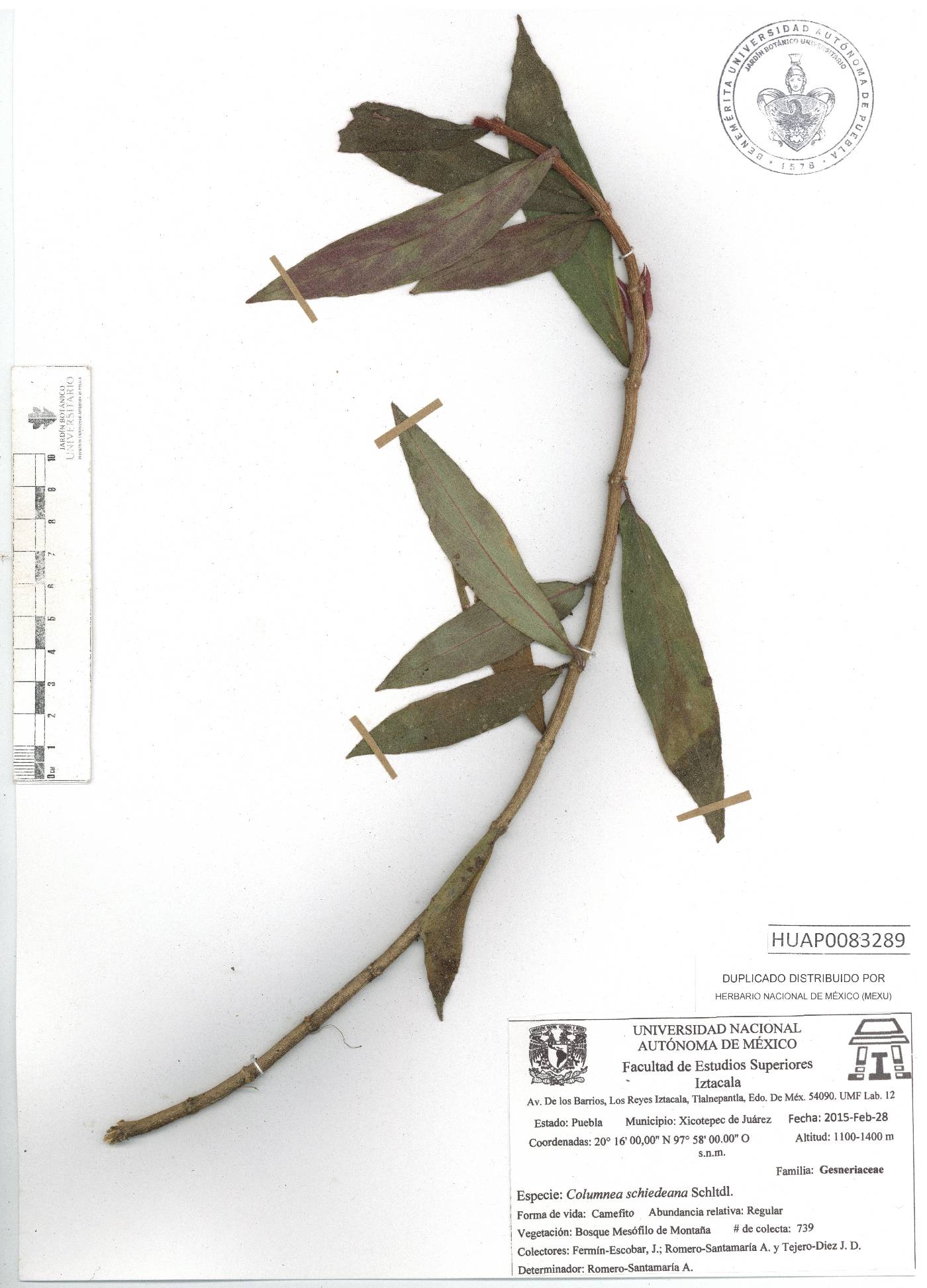 Columnea schiedeana image
