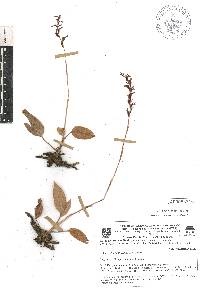 Cyclopogon elatus image