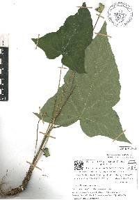 Dorstenia contrajerva image