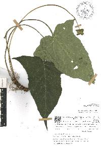 Dorstenia contrajerva image