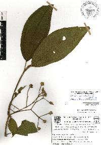 Miconia galeottii image