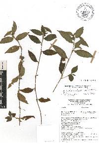 Tradescantia commelinoides image