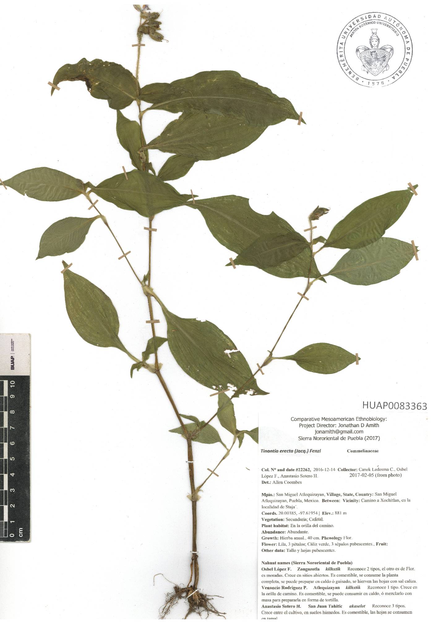 Tinantia erecta image