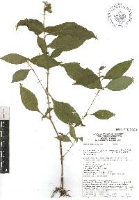 Tinantia erecta image