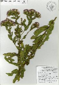 Acourtia cordata image