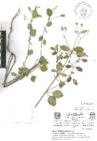 Euphorbia graminea image